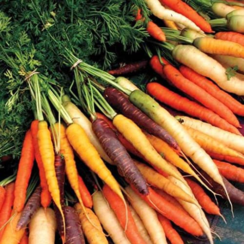 Rainbow Carrot Seeds for Planting | Non-GMO & Heirloom Vegetable Seeds | 750 Carrot Seeds to Plant Outdoor Home Garden | Buy Planting Packets in Bulk (1 Pack)