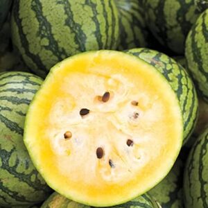 TomorrowSeeds - Yellow Crimson Watermelon Seeds - 20+ Count Packet - for 2023 Open Pollinated Non GMO Sweet Tropical Exotic Melon USA Garden