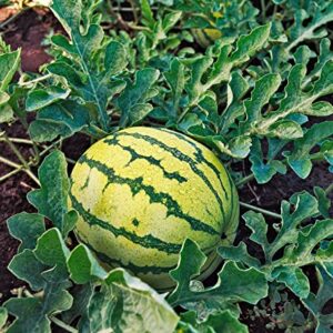 TomorrowSeeds - Yellow Crimson Watermelon Seeds - 20+ Count Packet - for 2023 Open Pollinated Non GMO Sweet Tropical Exotic Melon USA Garden