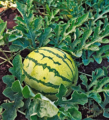 TomorrowSeeds - Yellow Crimson Watermelon Seeds - 20+ Count Packet - for 2023 Open Pollinated Non GMO Sweet Tropical Exotic Melon USA Garden