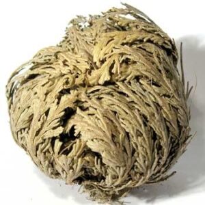 Rose of Jericho - Resurrection Plant/Flower - Selaginella Lepidophylla - Dried Roses (1)