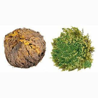 Rose of Jericho - Resurrection Plant/Flower - Selaginella Lepidophylla - Dried Roses (1)