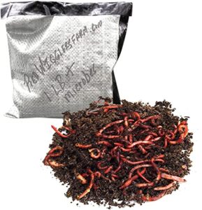 redwigglersfarm – 1/2 lbs (approximately 500 worms) premium red worms, red wigglers composting worms, organic sustainably raised, live worms, eisenia fetida, home compost worms, soil regeneration