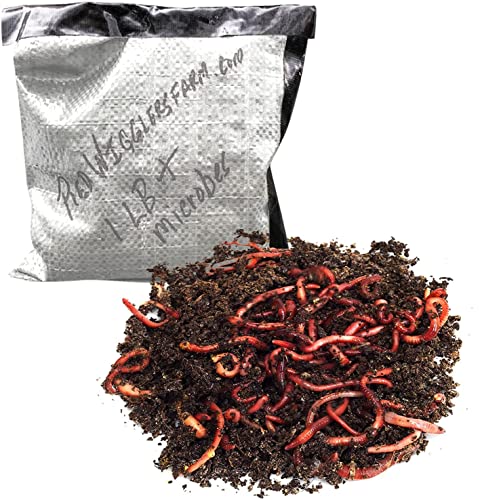 RedWigglersFarm – 1/2 LBS (Approximately 500 Worms) Premium Red Worms, Red Wigglers Composting Worms, Organic Sustainably Raised, Live Worms, Eisenia fetida, Home Compost Worms, Soil Regeneration