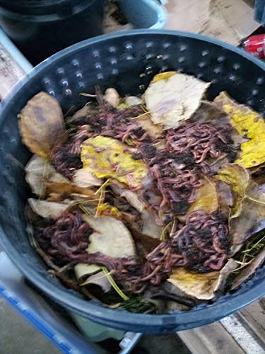 RedWigglersFarm – 1/2 LBS (Approximately 500 Worms) Premium Red Worms, Red Wigglers Composting Worms, Organic Sustainably Raised, Live Worms, Eisenia fetida, Home Compost Worms, Soil Regeneration