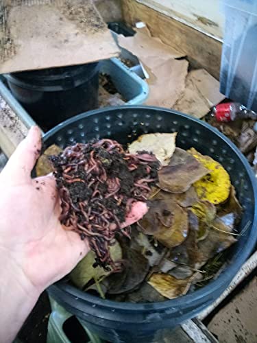 RedWigglersFarm – 1/2 LBS (Approximately 500 Worms) Premium Red Worms, Red Wigglers Composting Worms, Organic Sustainably Raised, Live Worms, Eisenia fetida, Home Compost Worms, Soil Regeneration