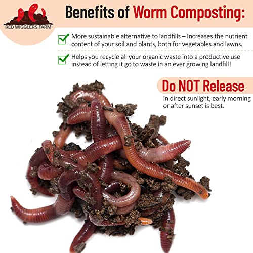 RedWigglersFarm – 1/2 LBS (Approximately 500 Worms) Premium Red Worms, Red Wigglers Composting Worms, Organic Sustainably Raised, Live Worms, Eisenia fetida, Home Compost Worms, Soil Regeneration