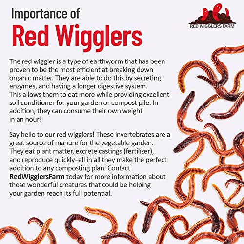 RedWigglersFarm – 1/2 LBS (Approximately 500 Worms) Premium Red Worms, Red Wigglers Composting Worms, Organic Sustainably Raised, Live Worms, Eisenia fetida, Home Compost Worms, Soil Regeneration