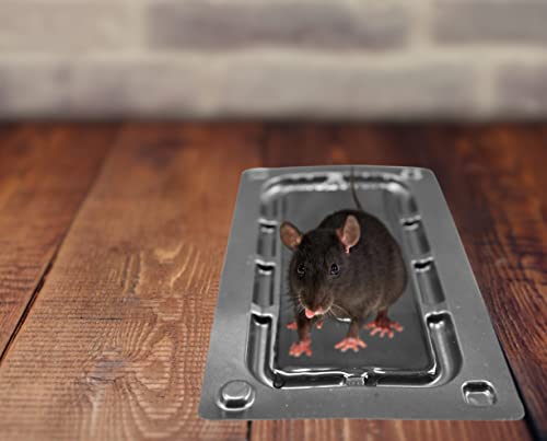 Harrier Hardware 24-Count Rat Mouse Snake Sticky Pest Baited Disposable Glue Traps Insect Spider Vermin