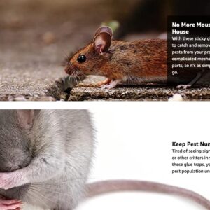 Harrier Hardware 24-Count Rat Mouse Snake Sticky Pest Baited Disposable Glue Traps Insect Spider Vermin