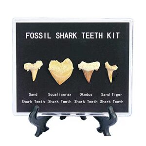 sunnyhill shark teeth fossils specimen shark gifts real prehistoric shark tooth set for education and collection