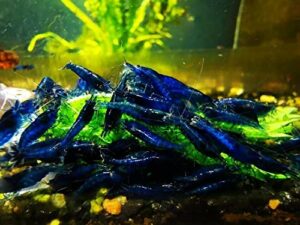 blue dream shrimps live freshwater shrimp aquarium neocaridina inverts rcs (10 shrimps (+2))