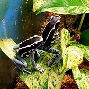 Josh's Frogs Bioactive Dart Frog Substrate Vivarium Bundle- Small