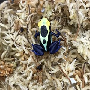 Josh's Frogs Bioactive Dart Frog Substrate Vivarium Bundle- Small