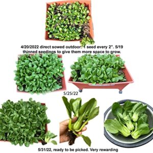 HipGirl 700 Baby Bok Choy Seeds for Sprouting,Cabbage Seeds for Planting,Microgreen Seeds Planting Seeds for Home Vegetable Garden. (Pak Choi Shanghai Seeds(上海青江菜),2g, 700 Seeds)