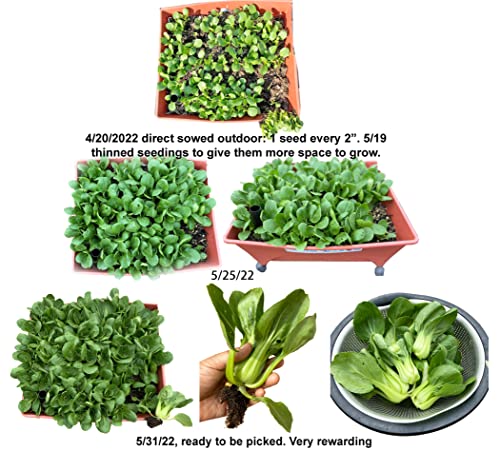 HipGirl 700 Baby Bok Choy Seeds for Sprouting,Cabbage Seeds for Planting,Microgreen Seeds Planting Seeds for Home Vegetable Garden. (Pak Choi Shanghai Seeds(上海青江菜),2g, 700 Seeds)
