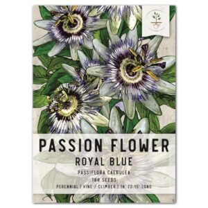 seed needs, blue passion flower seeds - 100 heirloom seeds for planting passiflora caerulea - open pollinated, tropical vine (1 pack)