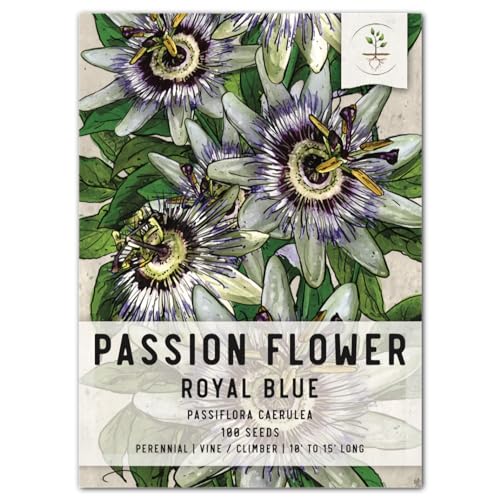 Seed Needs, Blue Passion Flower Seeds - 100 Heirloom Seeds for Planting Passiflora caerulea - Open Pollinated, Tropical Vine (1 Pack)