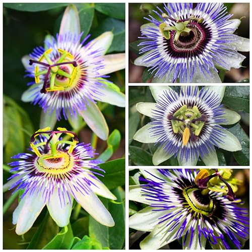 Seed Needs, Blue Passion Flower Seeds - 100 Heirloom Seeds for Planting Passiflora caerulea - Open Pollinated, Tropical Vine (1 Pack)