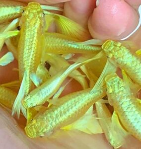 1 breeding pair- full gold 24k guppy live fish- grade a+ (full gold 24k ribbons), 3 months