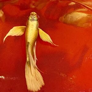 1 Breeding Pair- Full Gold 24K Guppy Live Fish- Grade A+ (Full Gold 24K Ribbons), 3 months