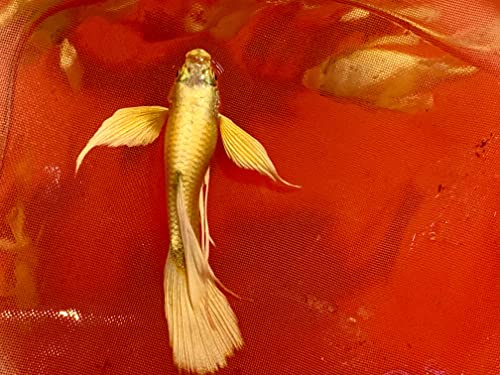 1 Breeding Pair- Full Gold 24K Guppy Live Fish- Grade A+ (Full Gold 24K Ribbons), 3 months