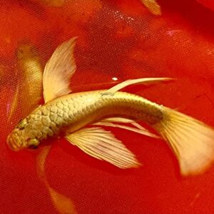 1 Breeding Pair- Full Gold 24K Guppy Live Fish- Grade A+ (Full Gold 24K Ribbons), 3 months