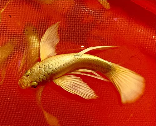 1 Breeding Pair- Full Gold 24K Guppy Live Fish- Grade A+ (Full Gold 24K Ribbons), 3 months