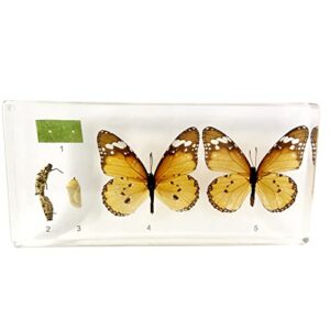 acever insect specimen resin paperweight encased biology anatomy science education insect kits, back to school teaching tool (life of butterfly)