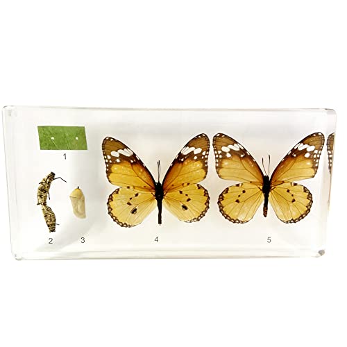 ACEVER Insect Specimen Resin Paperweight Encased Biology Anatomy Science Education Insect Kits, Back to School Teaching Tool (Life of Butterfly)