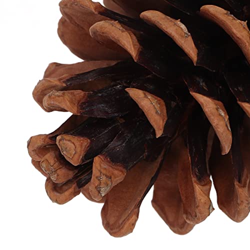 Bird Bite Pine Cones, Safe More Fun Natural Pine Cone Chewing Bird Toy Nut Fix Multifunction for Conure for Parakeet