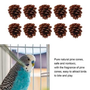 Bird Bite Pine Cones, Safe More Fun Natural Pine Cone Chewing Bird Toy Nut Fix Multifunction for Conure for Parakeet