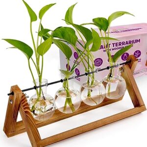 Plant Propagation Station Terrarium with Wooden Stand – Plant Terrarium Stand with 4 Glass Planters for Indoor Plants – Air Plant Holder for House Plants, Home and Office Decor