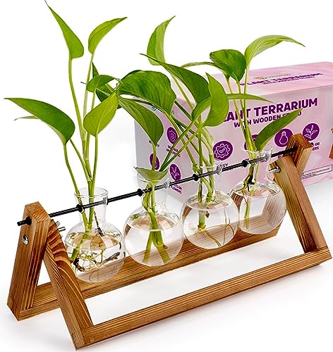 Plant Propagation Station Terrarium with Wooden Stand – Plant Terrarium Stand with 4 Glass Planters for Indoor Plants – Air Plant Holder for House Plants, Home and Office Decor