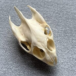 zczc taxidermy real animal skull, animal bones real for craft, skull decoration for home, specimen collectibles study, special gifts (t