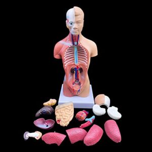 xindam human torso model, anatomically accurate body model human torso anatomy for science classroom study display teaching medical model