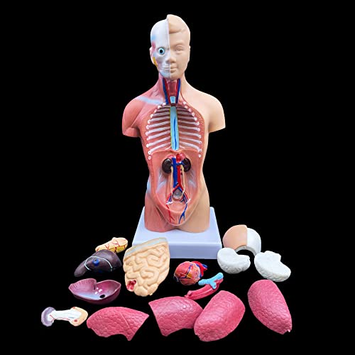 XINDAM Human Torso Model, Anatomically Accurate Body Model Human Torso Anatomy for Science Classroom Study Display Teaching Medical Model