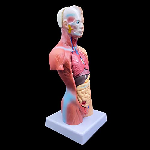 XINDAM Human Torso Model, Anatomically Accurate Body Model Human Torso Anatomy for Science Classroom Study Display Teaching Medical Model