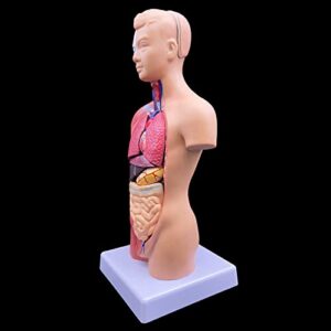 XINDAM Human Torso Model, Anatomically Accurate Body Model Human Torso Anatomy for Science Classroom Study Display Teaching Medical Model