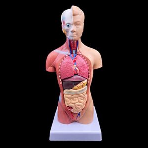 XINDAM Human Torso Model, Anatomically Accurate Body Model Human Torso Anatomy for Science Classroom Study Display Teaching Medical Model