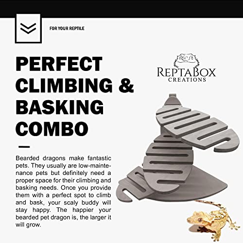 Reptabox Creations Spiral Bearded Dragon Wood Lounge - Perfect Climbing & Basking Perch for Bearded Dragons Uromastyx and Gecko | Ideal Bearded Dragon Tank Accessory (15" x 13" 11")