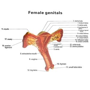 QWORK Human Female Uterus and Ovary Model, Female Genital Organ, Reproductive Organ Model, Uterine Medical Teaching Anatomical Gynecology Uterus and Ovary Model, Human Anatomy Replica