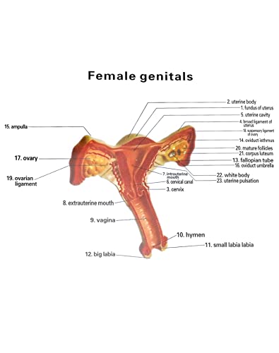 QWORK Human Female Uterus and Ovary Model, Female Genital Organ, Reproductive Organ Model, Uterine Medical Teaching Anatomical Gynecology Uterus and Ovary Model, Human Anatomy Replica