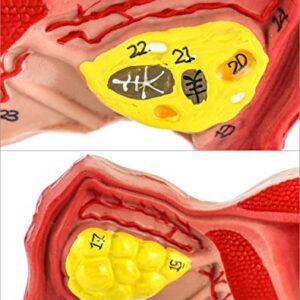 QWORK Human Female Uterus and Ovary Model, Female Genital Organ, Reproductive Organ Model, Uterine Medical Teaching Anatomical Gynecology Uterus and Ovary Model, Human Anatomy Replica