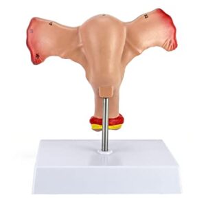 QWORK Human Female Uterus and Ovary Model, Female Genital Organ, Reproductive Organ Model, Uterine Medical Teaching Anatomical Gynecology Uterus and Ovary Model, Human Anatomy Replica