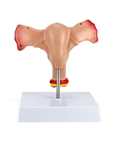 QWORK Human Female Uterus and Ovary Model, Female Genital Organ, Reproductive Organ Model, Uterine Medical Teaching Anatomical Gynecology Uterus and Ovary Model, Human Anatomy Replica