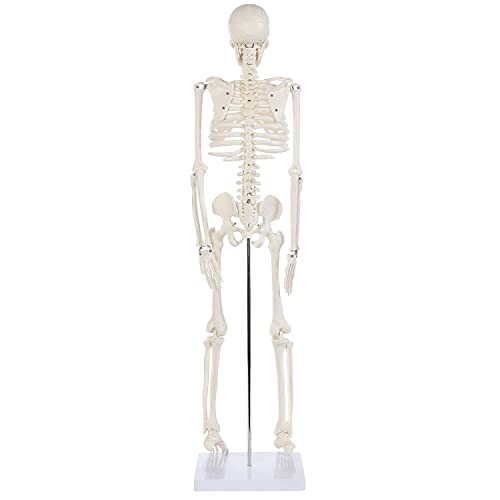 Alikeke Anatomy Lab Human Skeleton Model, 8" Mini Skeleton Replica Mounted to Base for Display, with Removable Skull Cap, Movable Arms and Legs, and Details of Human Bones