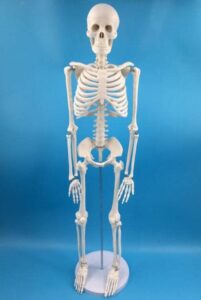 alikeke anatomy lab human skeleton model, 8" mini skeleton replica mounted to base for display, with removable skull cap, movable arms and legs, and details of human bones