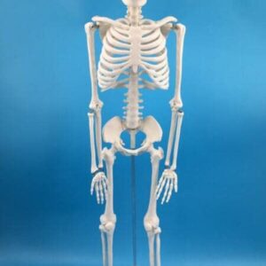 Alikeke Anatomy Lab Human Skeleton Model, 8" Mini Skeleton Replica Mounted to Base for Display, with Removable Skull Cap, Movable Arms and Legs, and Details of Human Bones