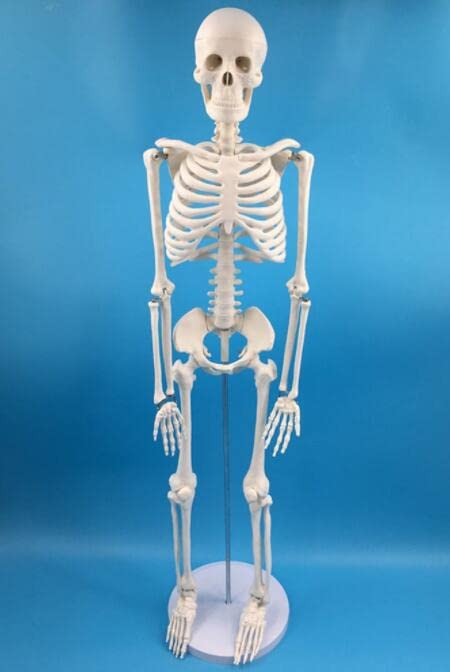 Alikeke Anatomy Lab Human Skeleton Model, 8" Mini Skeleton Replica Mounted to Base for Display, with Removable Skull Cap, Movable Arms and Legs, and Details of Human Bones